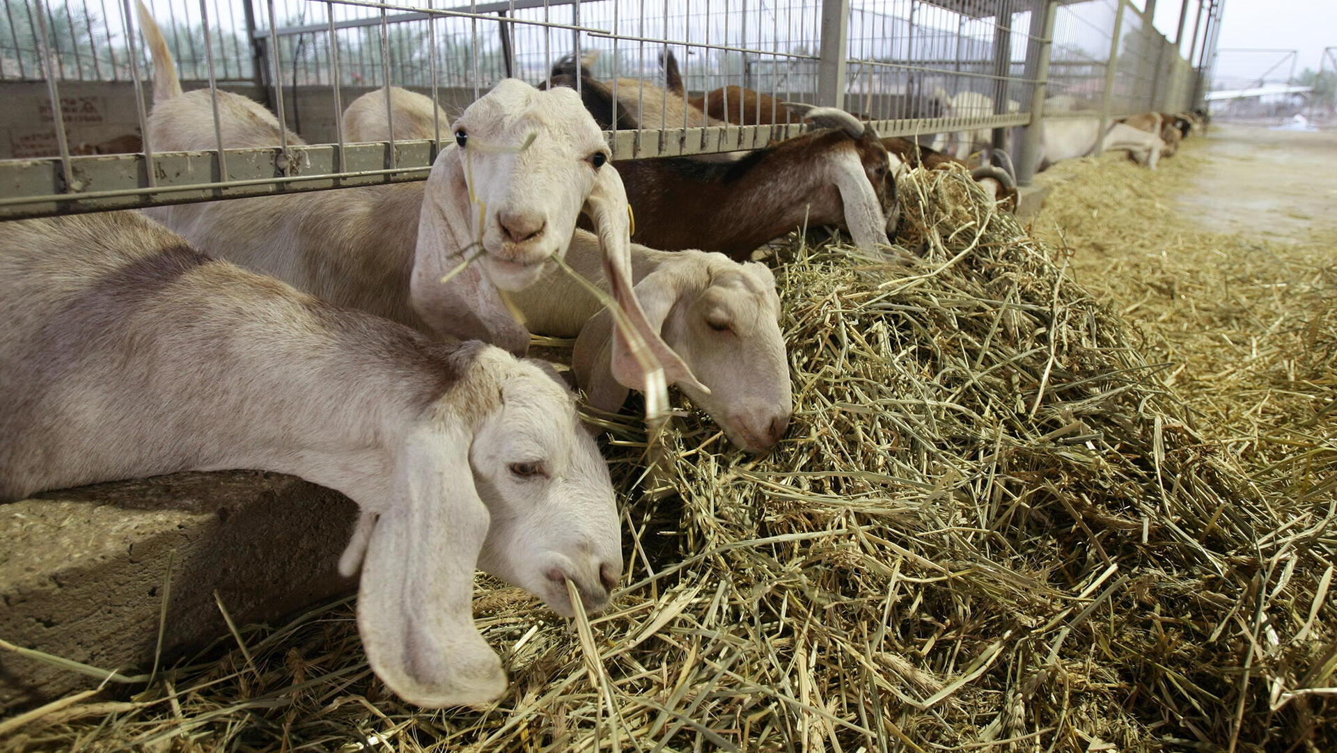 צאן עז עזים חוות עז עיז בכפר מנחמיה