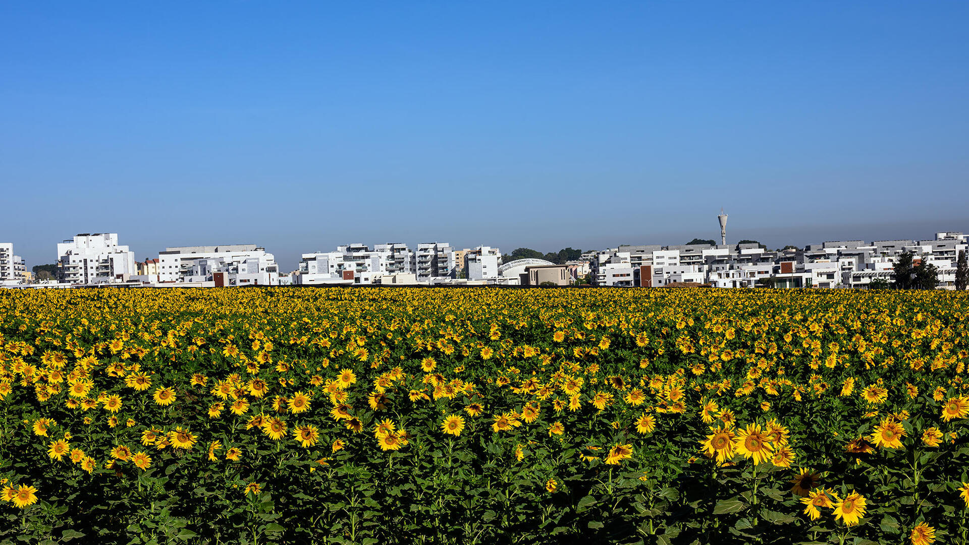 שדה חמניות מול שכונה חדשה ב גדרה
