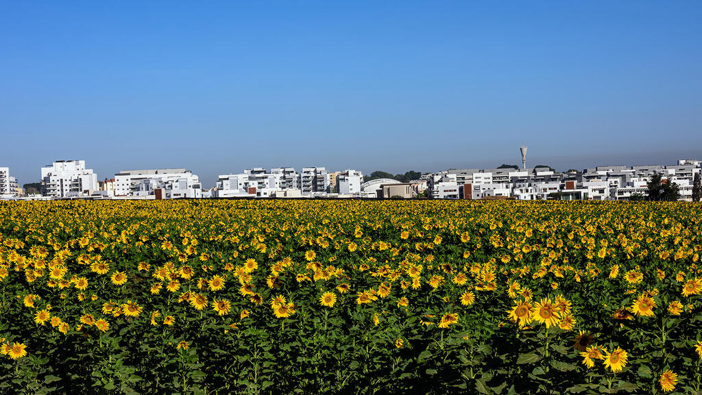 שדה חמניות מול שכונה חדשה ב גדרה