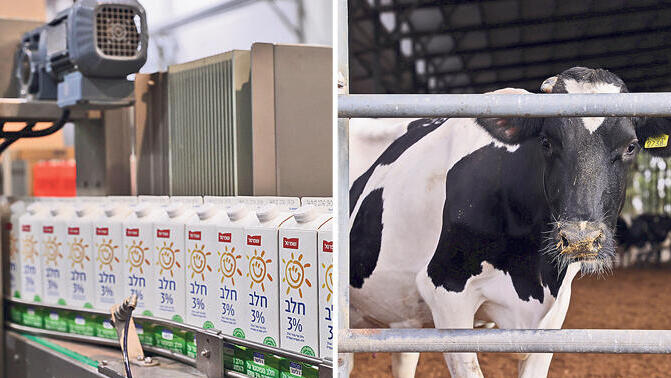 פרה רפת ופס ייצור של חלב מחלבות רמת הגולן