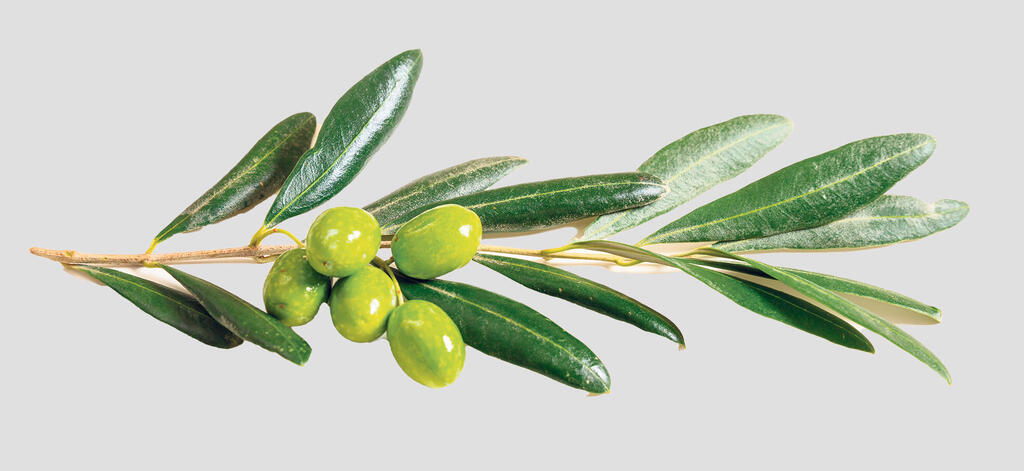 פנאי ענף של זית