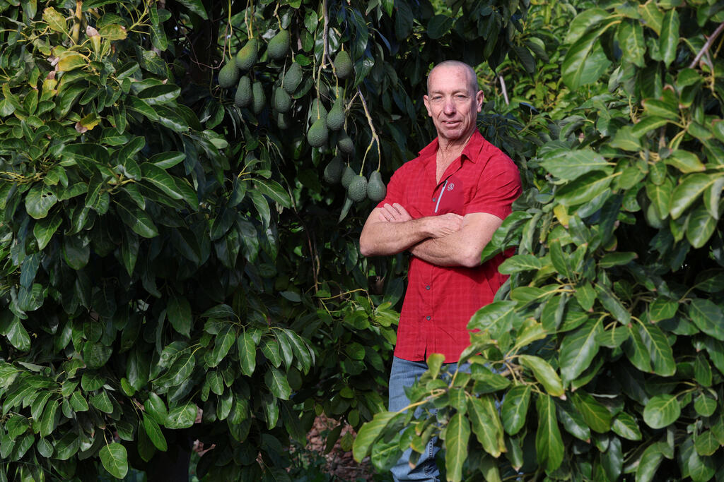 שחר גולדברג במטע של אפק ויסעור. "אנחנו רוצים שבכל פעם שאנשים קונים אבוקדו הם יגידו 'וואו, הוא בדיוק במידה הנכונה'"