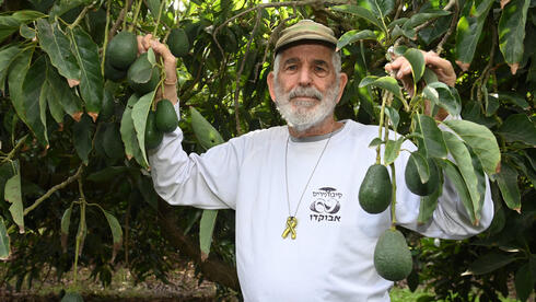 מהפכת האבוקדו: לא בשל, לא בשל, לא בשל, שולט