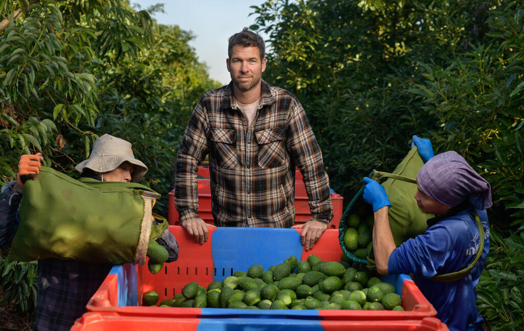אייל שליין ופועלים במטע של להבות חביבה, השבוע. "אני בחקלאות מתוך אג'נדה, ואבוקדו זה הטופ של החקלאות, הענף הכי מתקדם, ההייטק של התחום"