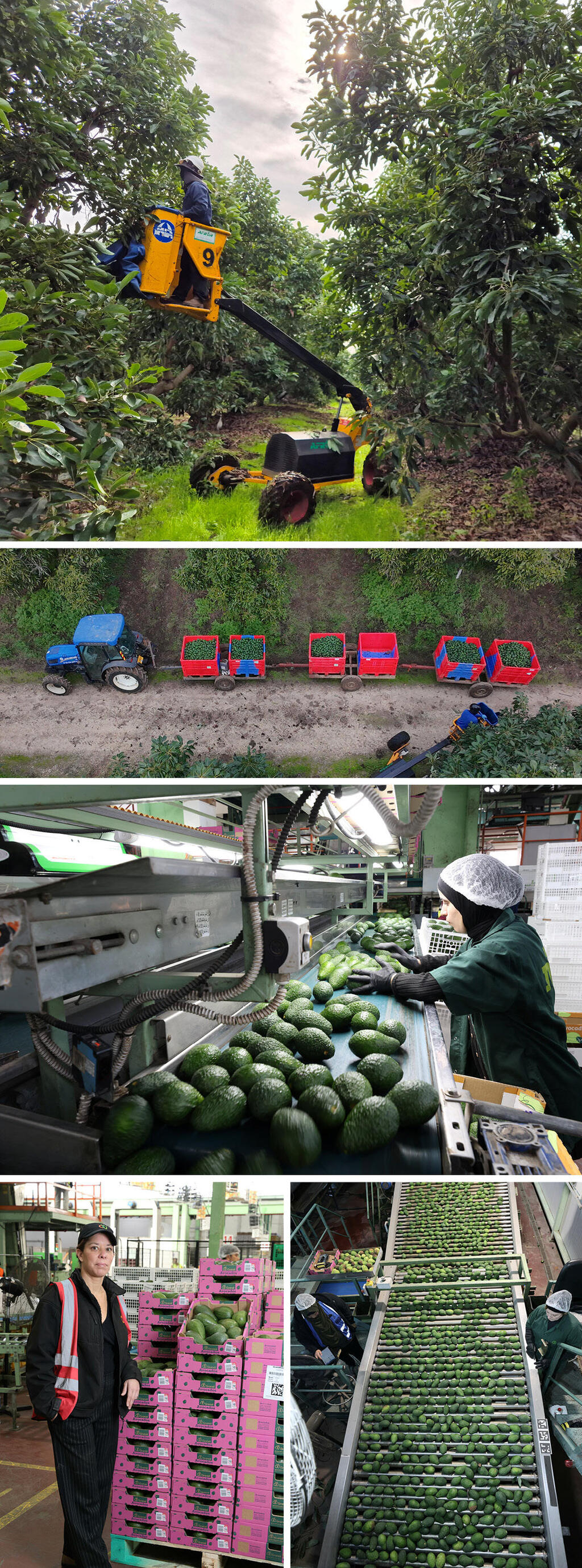 גלגולו של פרי: הקטיף, הארגזים בשטח, המסועים בבית האריזה, המיון האנושי, והארגזים שמוכנים לשיווק, עם לירון ברזילי, סמנכ"לית התפעול של גרנות. הכל מבוקר, מדויק, מנוהל