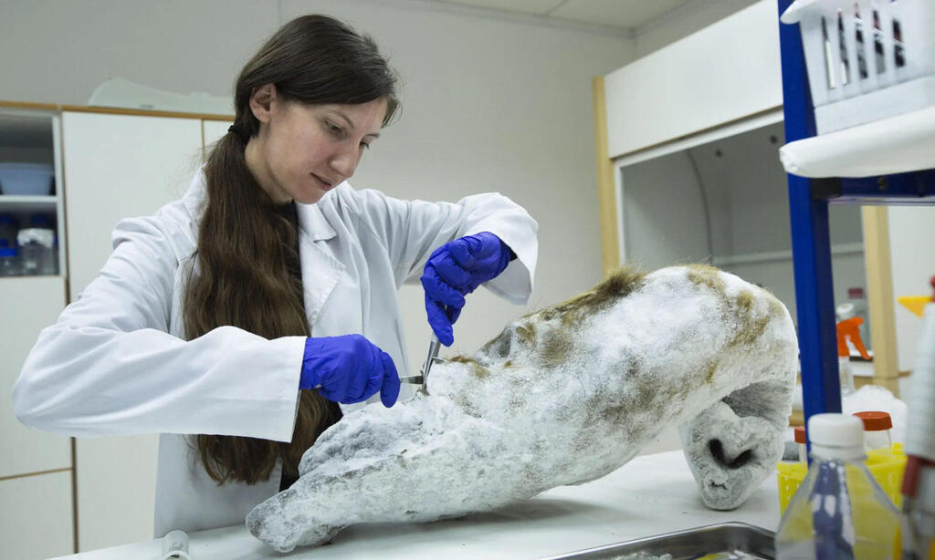 הייסולי, שותפתה החדשה של טאי. שואפות לבטל את האיסור האמריקאי על הנדסת עוברים