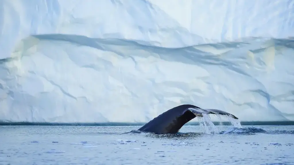 לוויתן צולל ב מפרץ דיסקו גרינלנד