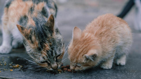 ביהמ"ש יכריע: האם האכלת חתולי רחוב היא סיבה מוצדקת לעיכוב פינוי-בינוי?