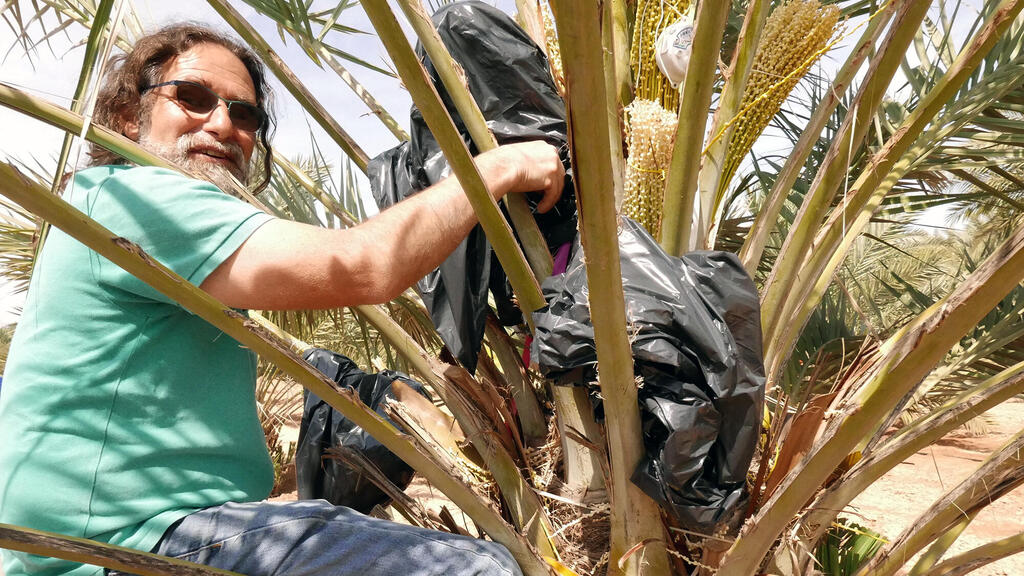 ד"ר יובל כהן מכון וולקני פנאי