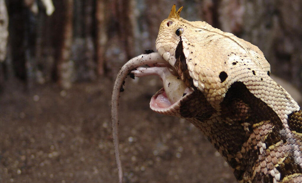 הקברניט הפצצה תקיפה מטרות