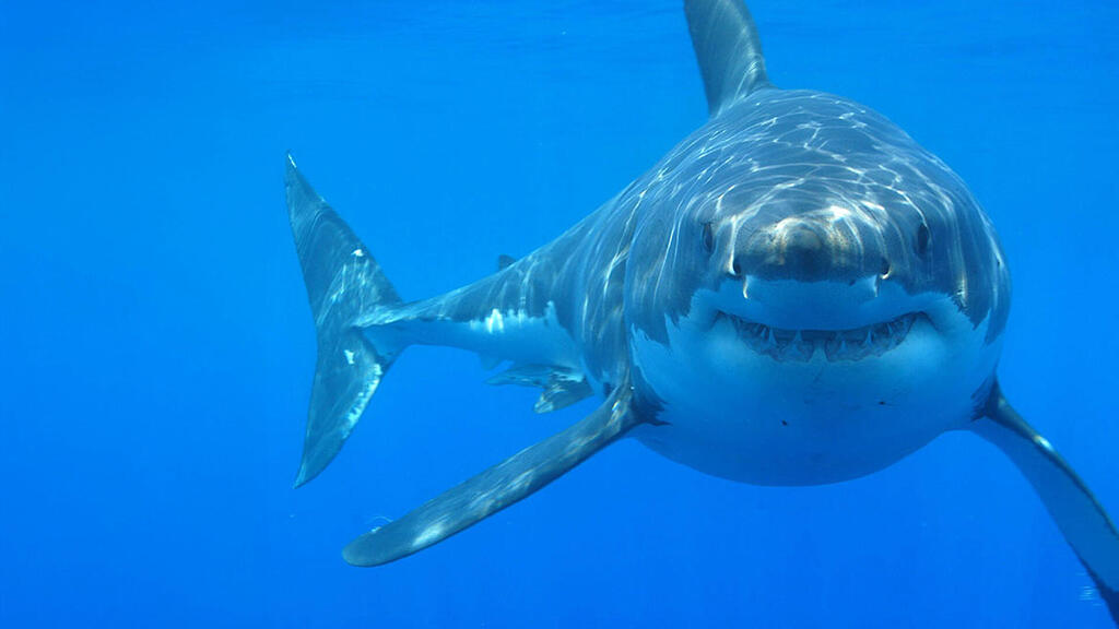 הקברניט הפצצה תקיפה מטרות