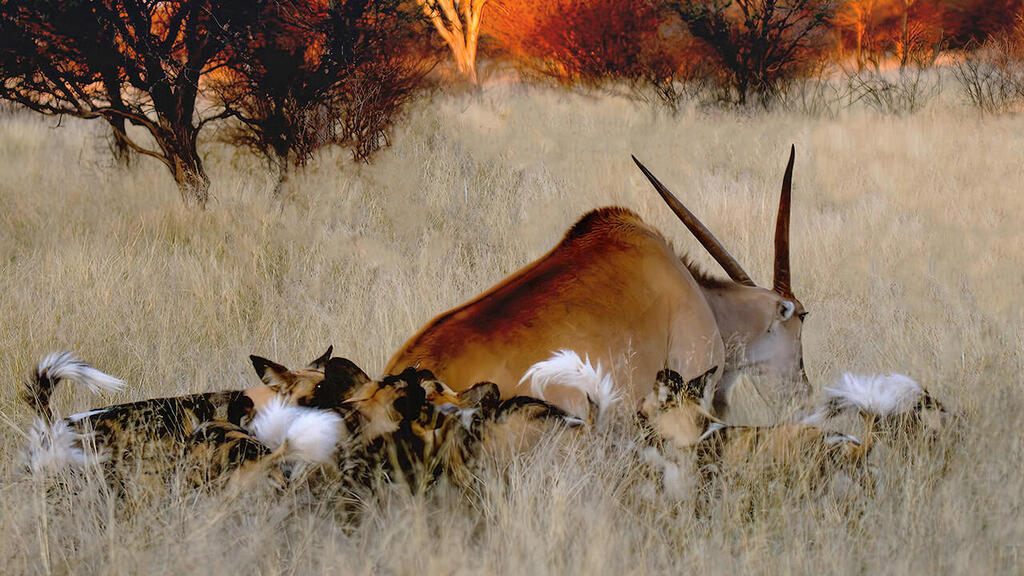 הקברניט הפצצה תקיפה מטרות