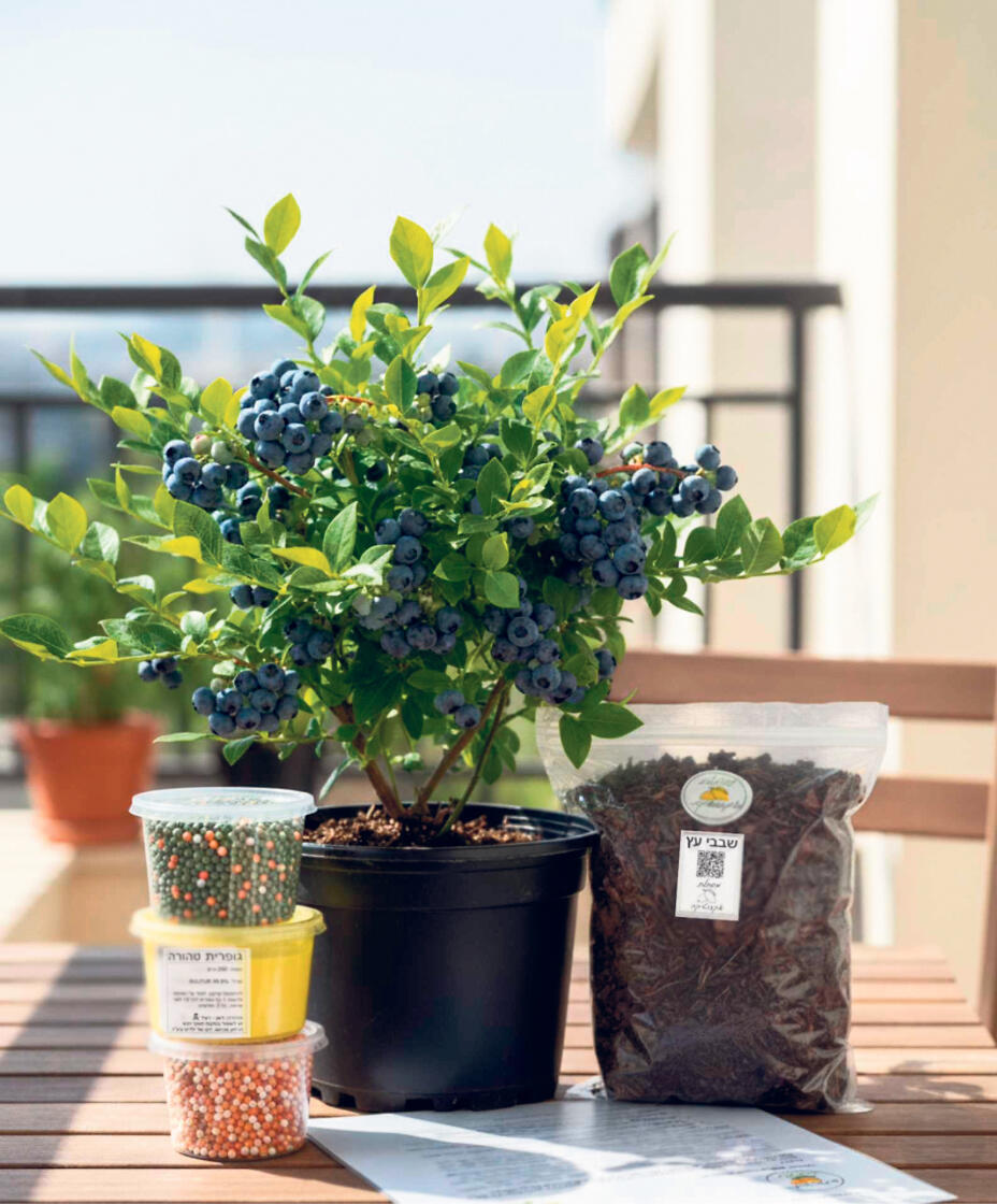 ערכה לגידול אוכמניות משתלת אקזוטיקה פנאי