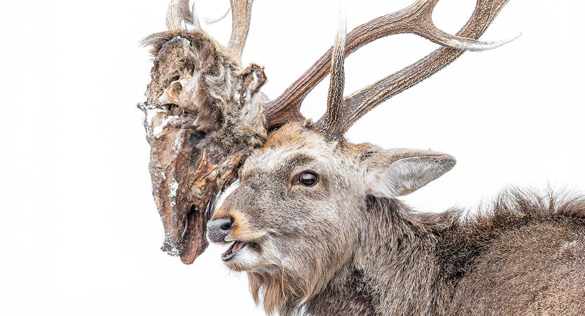 פוטו Wildlife Photographer of the Year אייל