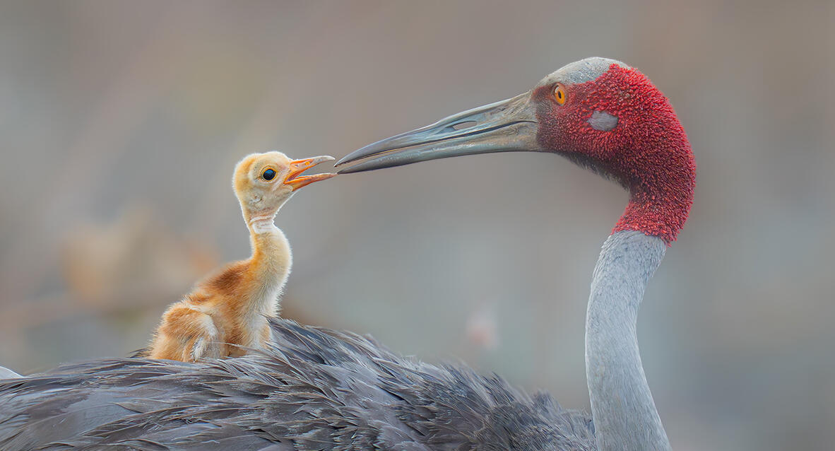 פוטו Wildlife Photographer of the Year גוזל