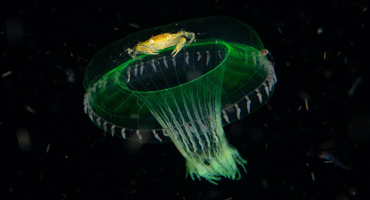 פוטו Wildlife Photographer of the Year עקרב