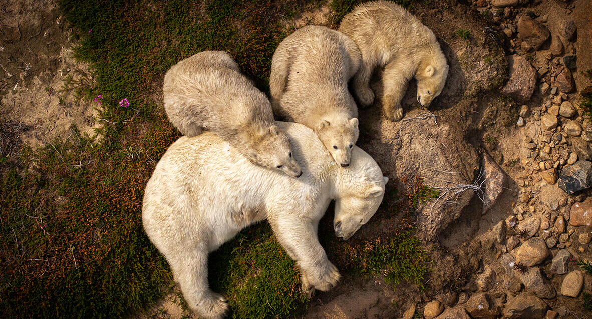 פוטו Wildlife Photographer of the Year דובים
