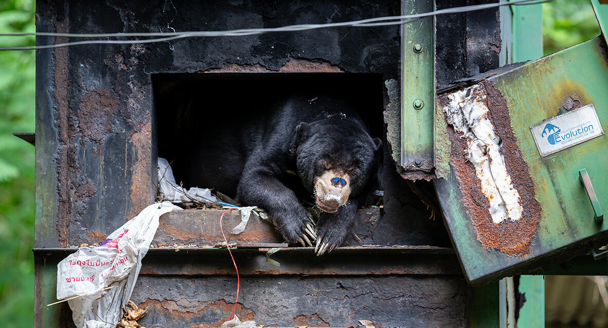 פוטו Wildlife Photographer of the Year דב
