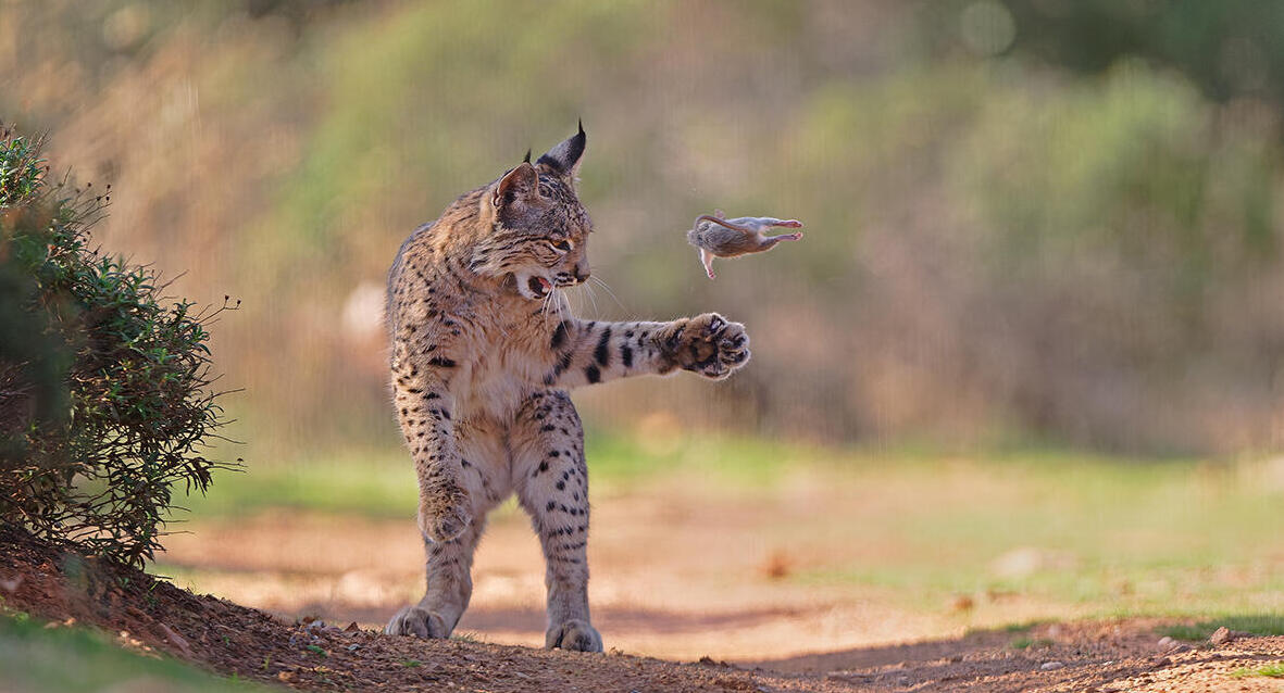 פוטו Wildlife Photographer of the Year נמר