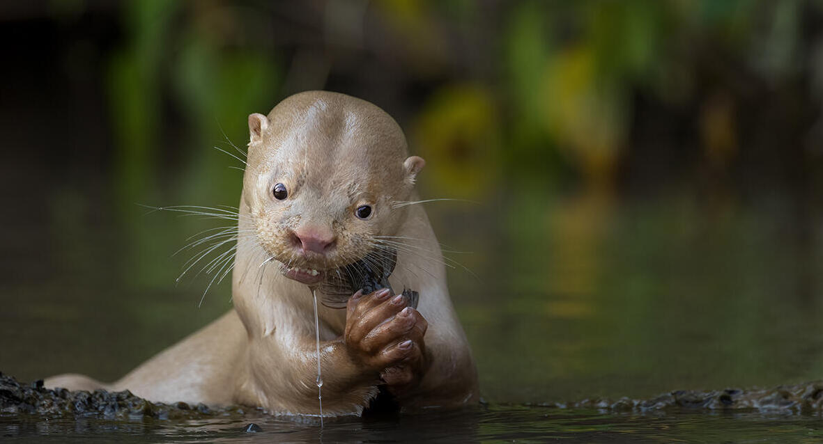 פוטו Wildlife Photographer of the Year כלב ים