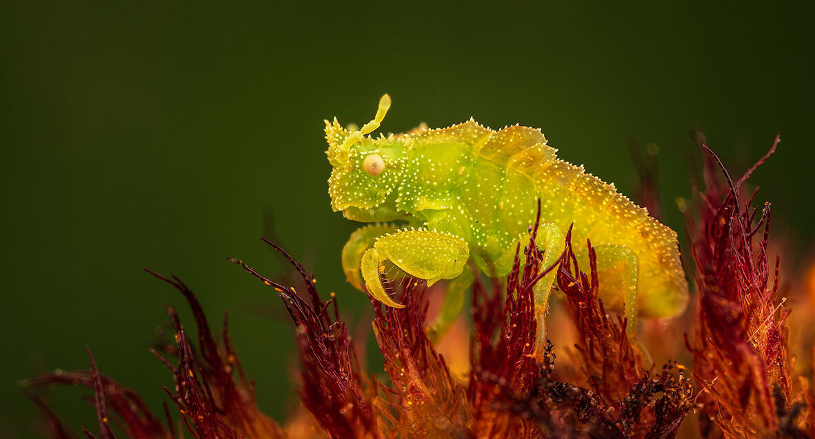 פוטו Wildlife Photographer of the Year מתחת למים