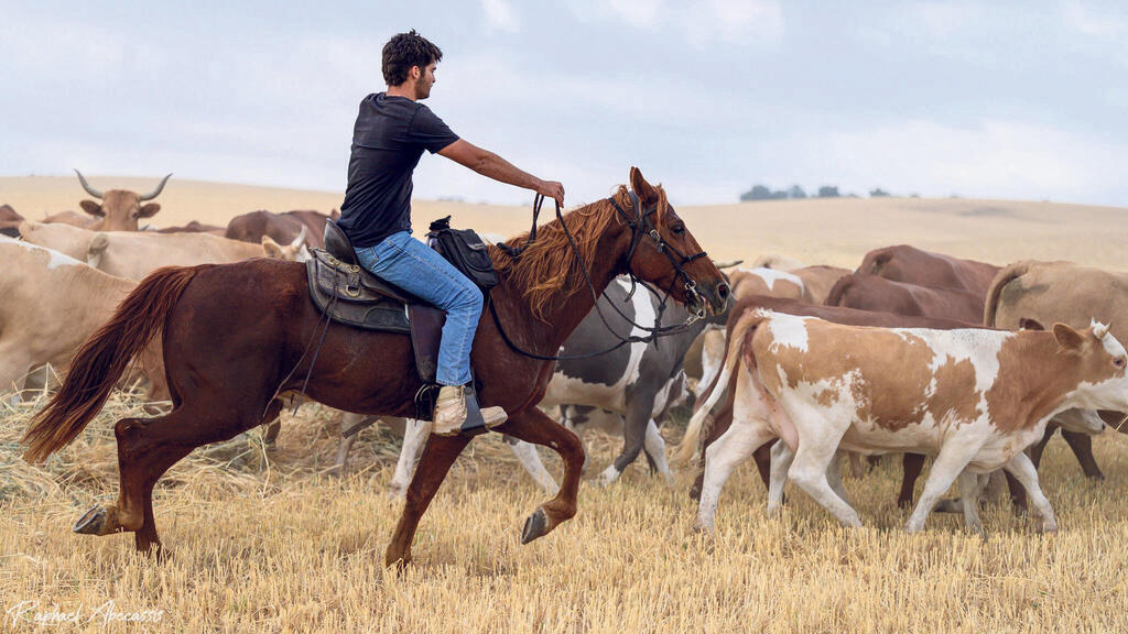 עדר של פרות בדרך למרעה בשנת בצורת בעוטף עזה