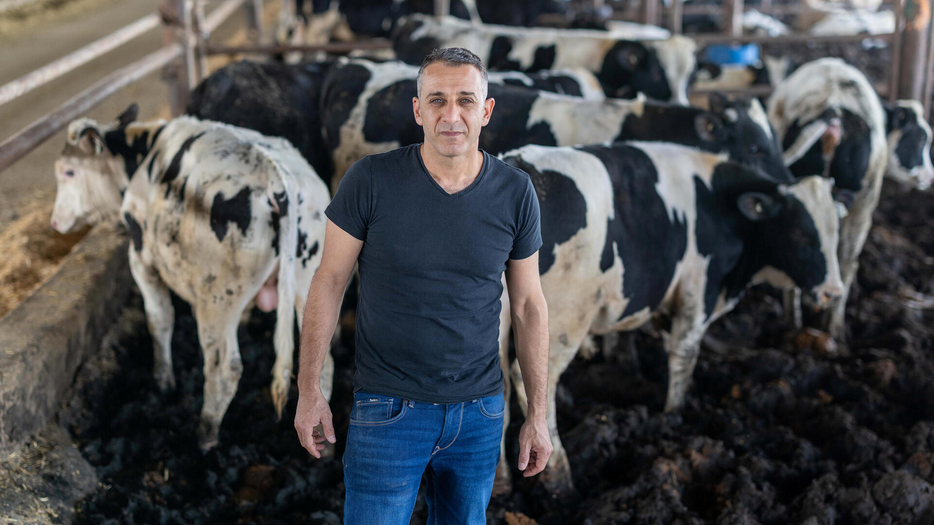  דמרי ברפת המשפחתית במושב גילת, השבוע. "כשהייתי עובד עם אבא, הוא היה מתקשר אליי כל בוקר בארבע וחצי. מאז שהוא לא פה, אני לא צריך טלפון ולא צריך שעון. הדאגות והאחריות הן השעון המעורר הכי טוב שיש"