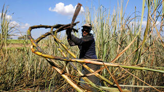 קטיף קני סוכר ב ברזיל