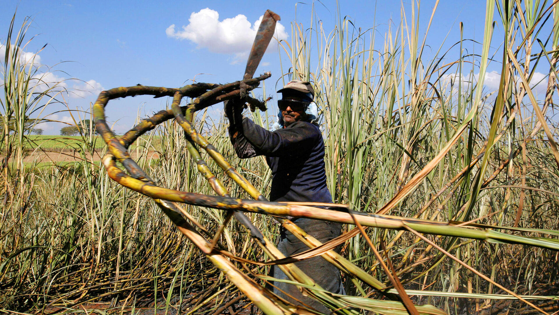 קטיף קני סוכר ב ברזיל