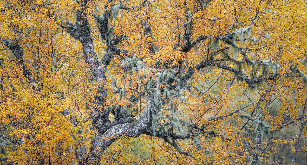 פוטו צלם הטבע של 2026 עץ