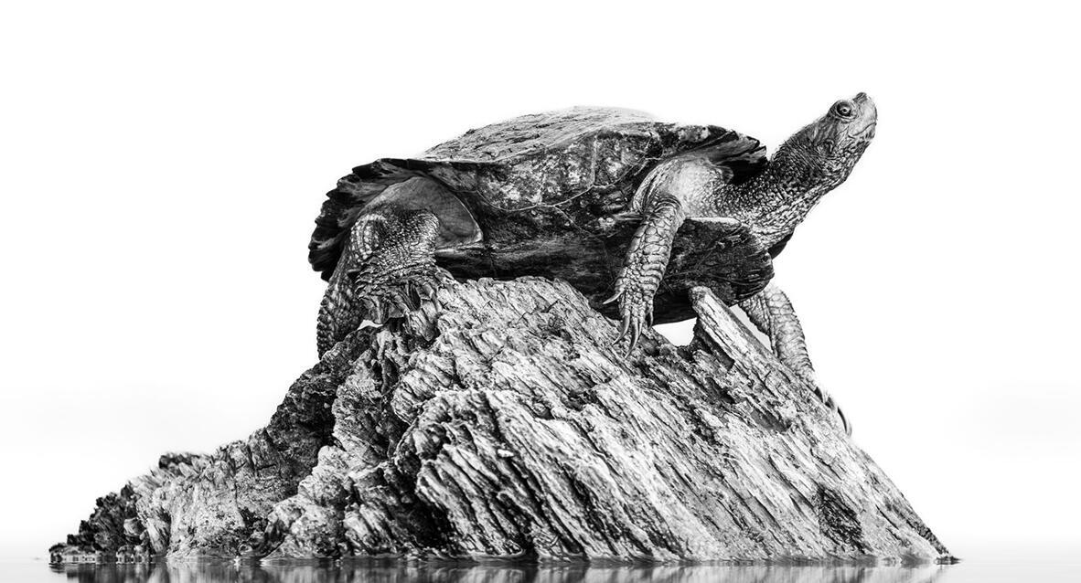 פוטו צלם הטבע של 2026 צב שחור לבן