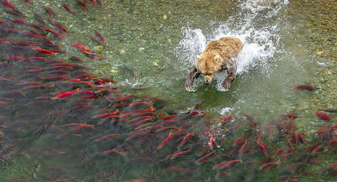 פוטו צלם הטבע של 2026 דב דגים