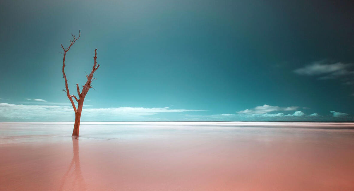 פוטו צלם הטבע של 2026 שינוי אקלים