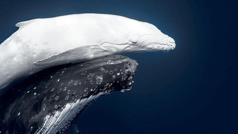 צילום: Jono Allen פוקוס טבעי: תמונות זוכות מתחרות צילומי הטבע של 2026