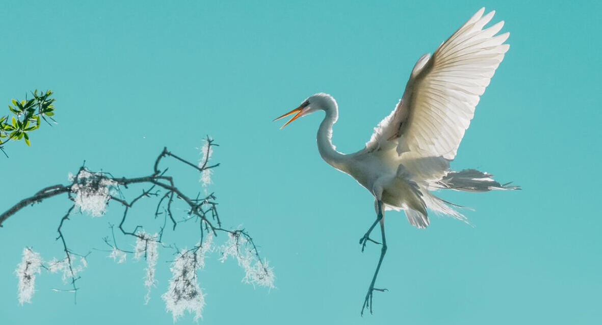 פוטו צלם הטבע של 2026 חסידה