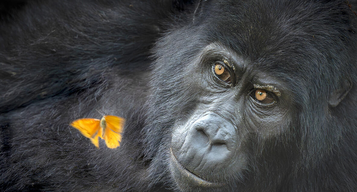 פוטו צלם הטבע של 2026 קוף ופרפר