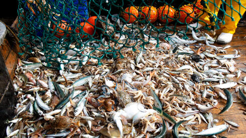 צילום: נמרוד גליקמן 400 אלף יצורים מוגנים נלכדים מדי שנה: המחיר של דיג המכמורת