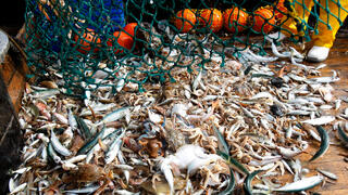 דיג מכמורת ב מסע דייג ב ספינת דייג ש נקראת העתיד ה יוצאת ל ים מ נמל יפו