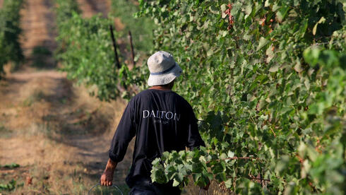 מהגולן ועד הכרמל: חמשת יקבים צפוניים שממשיכים לייצר תחת אש