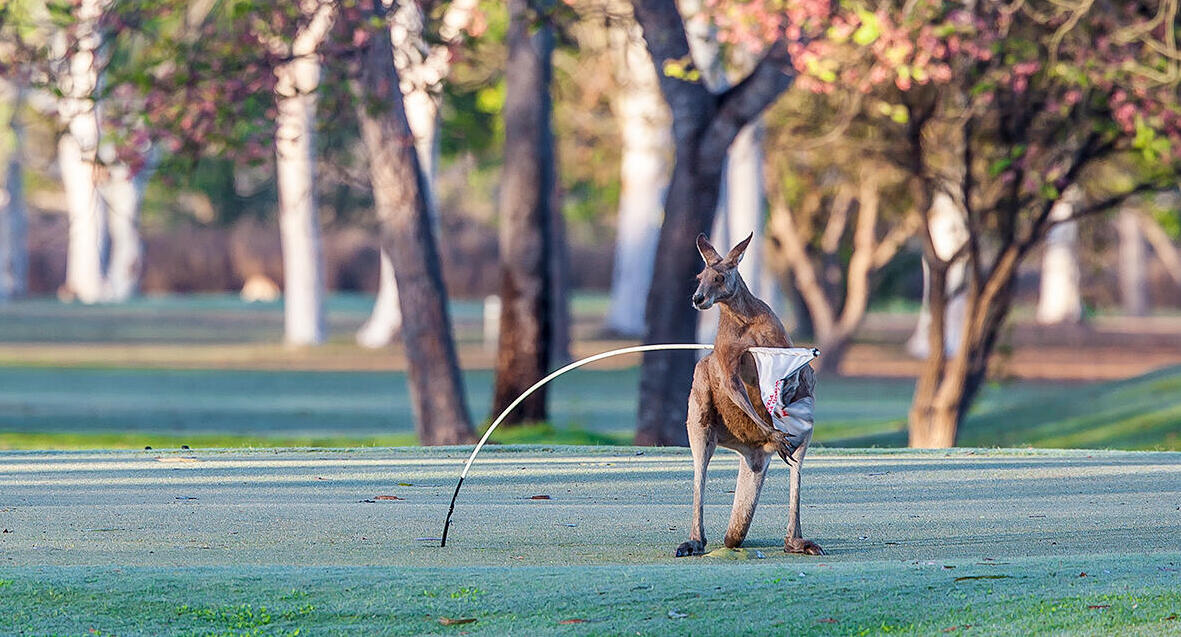 פוטו תמונות מצחיקות של חיות 8
