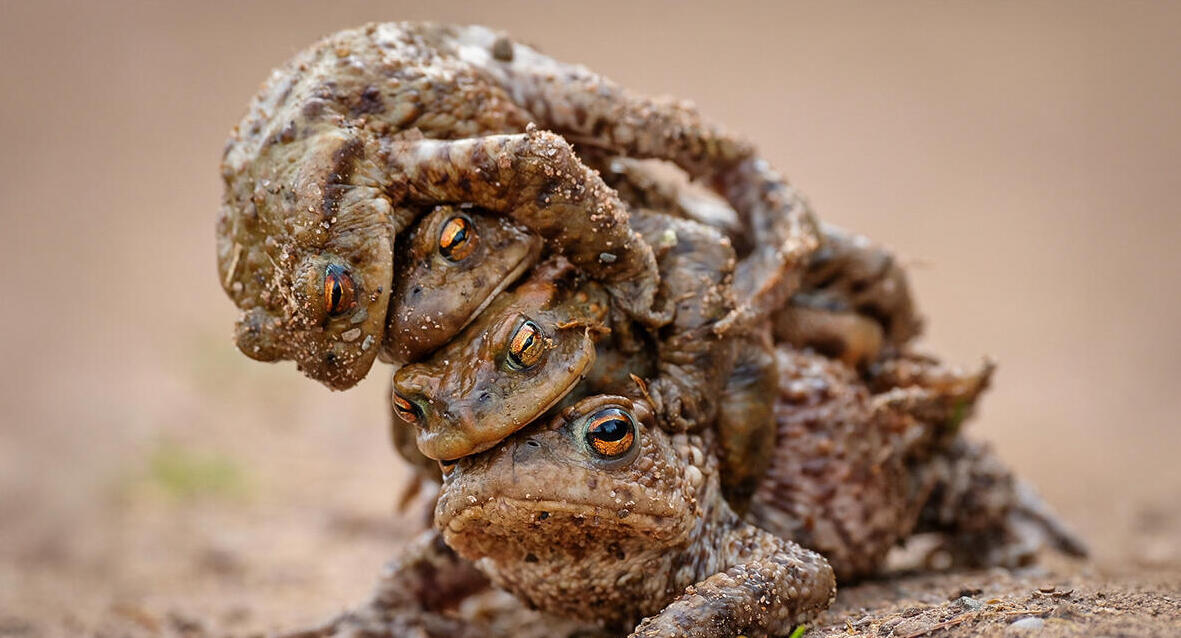 פוטו תמונות מצחיקות של חיות 7