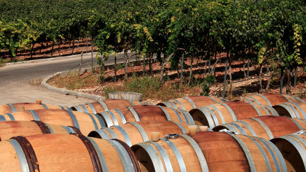 יקב האלה. המט"ש מדיף ארוסולים עם פתוגנים שעלולים לפגוע בתושבים (צילום: אלכס קולומויסקי) חביות יין ב יקב עמק האלה ב קיבוץ נתיב הלה