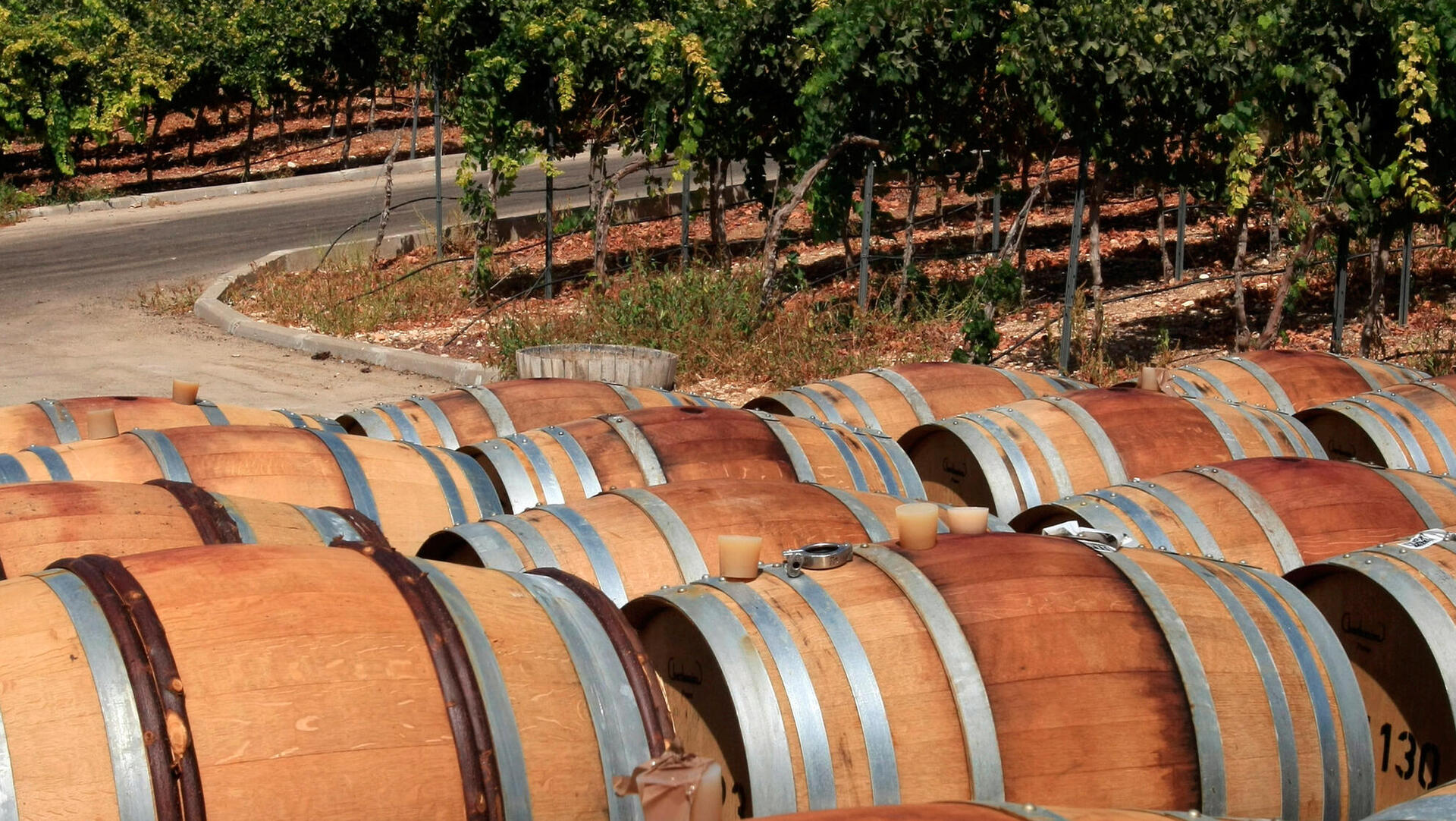 חביות יין ב יקב עמק האלה ב קיבוץ נתיב הלה