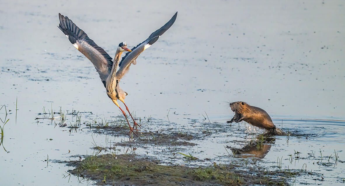 פוטו תמונות מצחיקות של חיות 1
