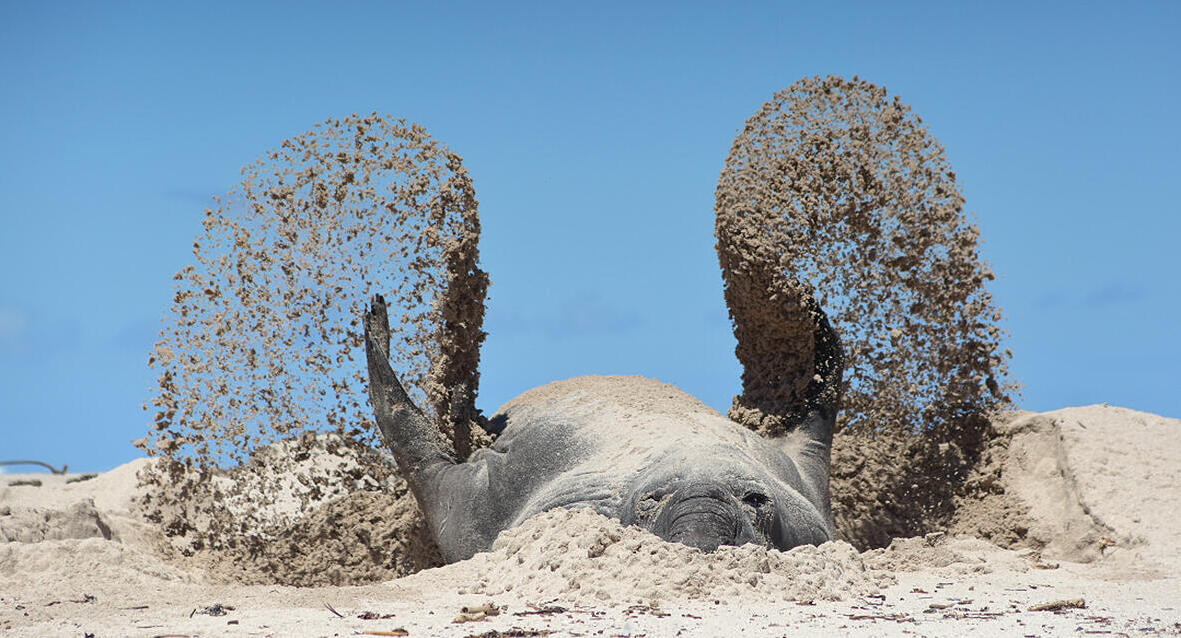 פוטו תמונות מצחיקות של חיות 9