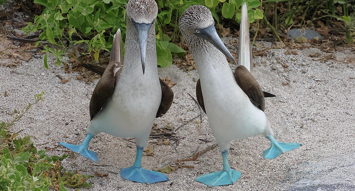 פוטו תמונות מצחיקות של חיות 2