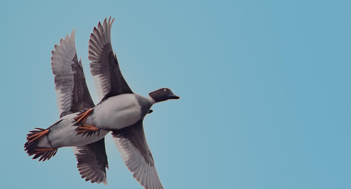 פוטו תמונות מצחיקות של חיות 5