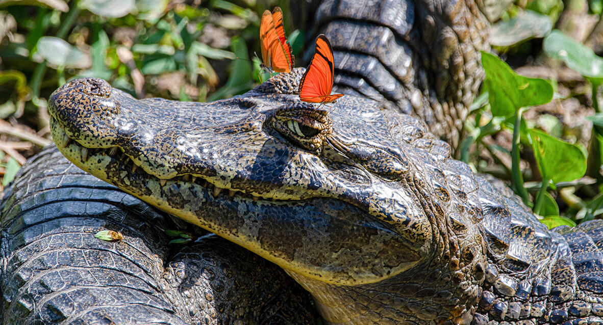 פוטו תמונות מצחיקות של חיות 10