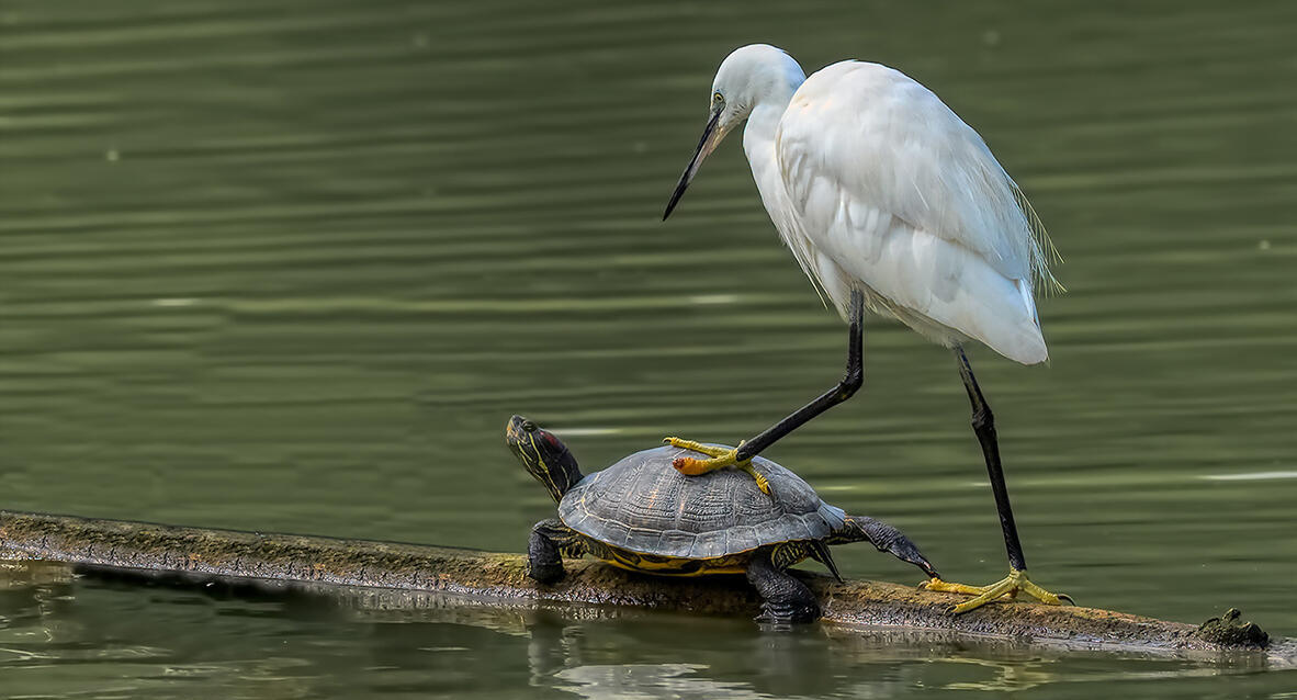 פוטו תמונות מצחיקות של חיות 4
