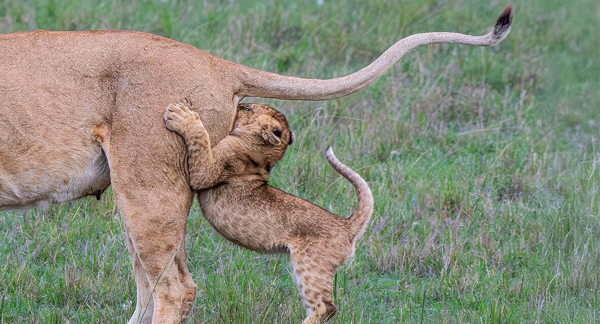 פוטו תמונות מצחיקות של חיות 3
